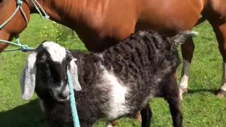 Friendly goat walks side by side with horse