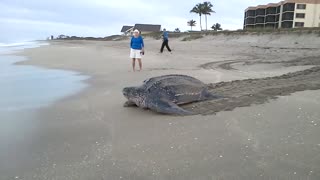 Goodbye biggest turtle
