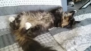 Cute Maine Coon doesn't care about Coronavirus