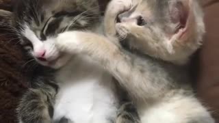 2 Kittens Sleeping Together