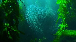 Amazing shoal of fish