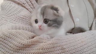 Super Cute Kitten Playing