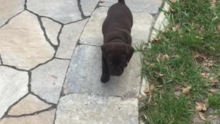 Stealthy puppy practices his hunting skills