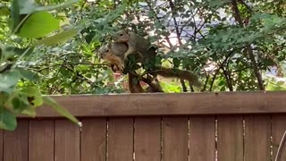 Squirrels Acting like a Married Couple