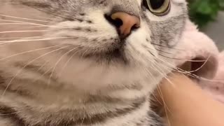 Cute threatening cat