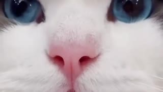 Cute Cat Video: Baby Cat | 2021