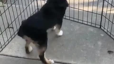 Cute dog and cat play with regards