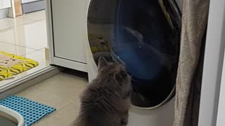 Cat fight with Washing Machine