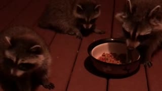 Mommy raccoon and her two babies