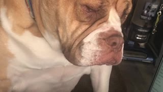 English Bulldog Doesn't Want Her Owner to Get Work Done