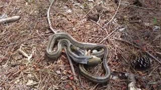 Chicken snake eats juvenile Eastern Gray Squirrel