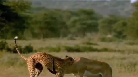 Guepardo e morto por gazela na frente dos filhotes