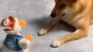 Dog playing with......