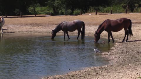 Horses drinking water from the pond