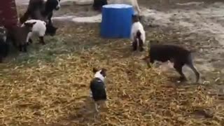 Luna, our Italian Greyhound, meets the goats for the first time. Hilarious