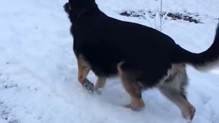 Dog loves the snow!