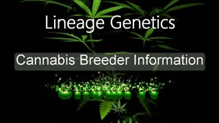 Lineage Genetics - Cannabis Strain Series - STRAIN TV