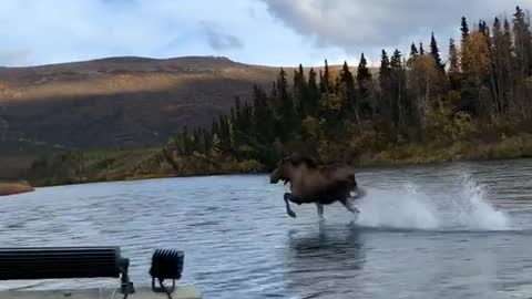 a moose running on water
