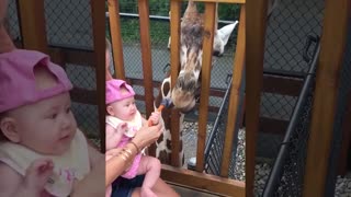 Funny video Animals Trolling Babies in the zoo