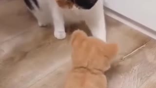 Cat playing with teddy bear!