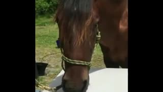 Hilarious horse "plays" the piano for the camera