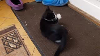 Cat playing with a sponge