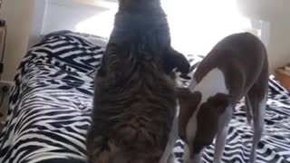 Cat Stands Up and Stares into Space