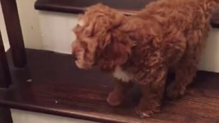 Puppy conquers going down the stairs for the very first time