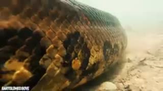 Amazon biggest snakes