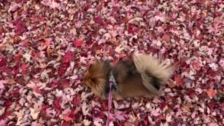 Miniature Pomeranian in Red Fall Maple Leaves
