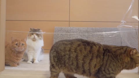 Cats vs Invisible Wall Kittisaurus