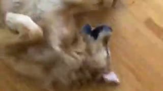 dogs funny video #short funny video #funny dog#short video