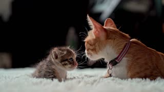 Mother Love Of Cat with it Kitten