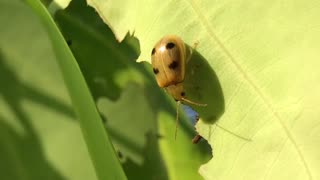 Funny beetle