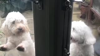 Dogs beg to come back inside in perfect unison