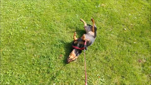 Funny Dachshund is too lazy to walk