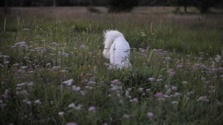White Dog Playing in the Green nature