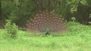 A Peacock dance at rainy time