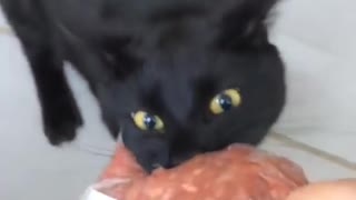 Cat Growling when Trying to Retrieve Minced Meat