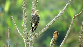 Nature Bird Woodpecker Tree
