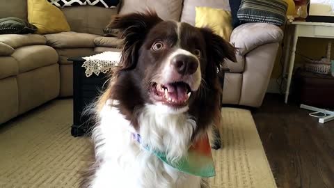 Border Collie's amazing dance moves to drum music
