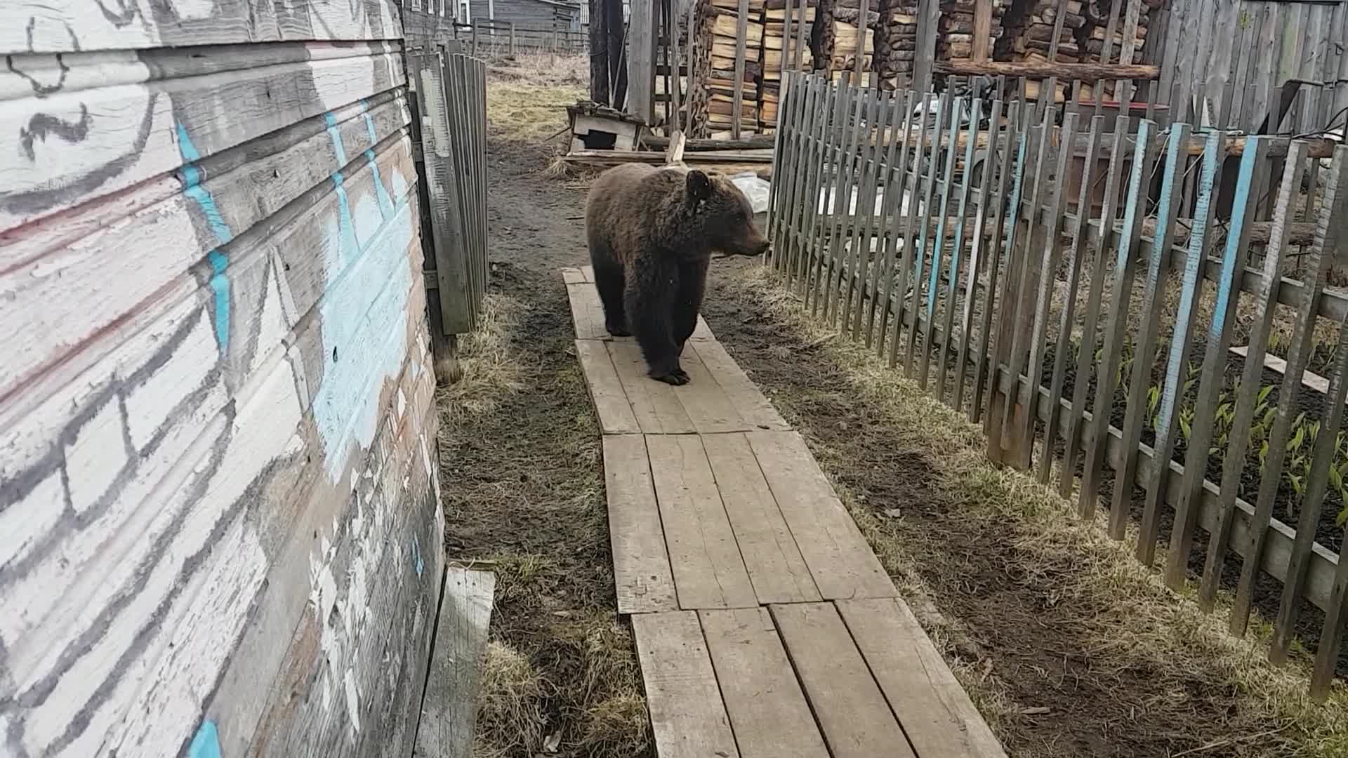 Медведь на даче