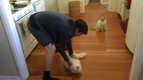 Richard The Ragdoll Cat Loves Sliding On The Floor