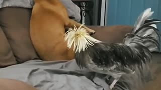 Crazy puppy with new friend