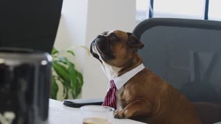 Office of dog