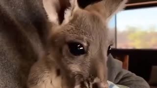 Baby kangaroo seeks comfort from its caregiver