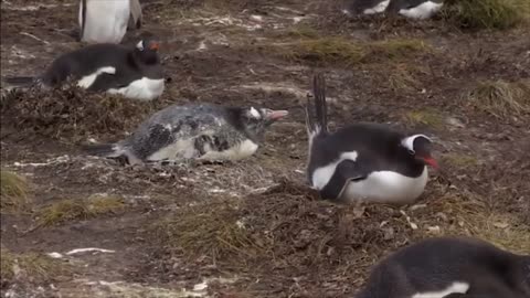 Penguin Gets Pooped On By Another Penguin