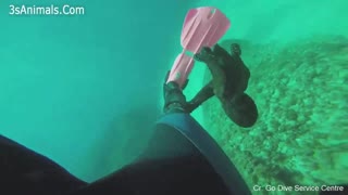octopus grabs diver