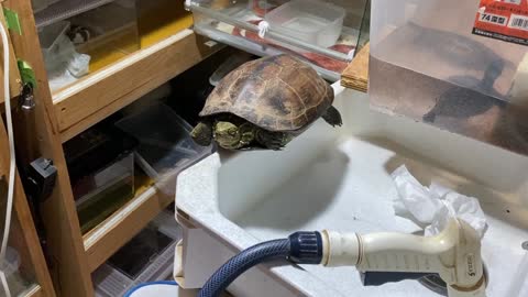 Reviving a Rescued Turtle