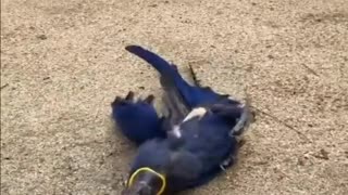 funny parrot 5